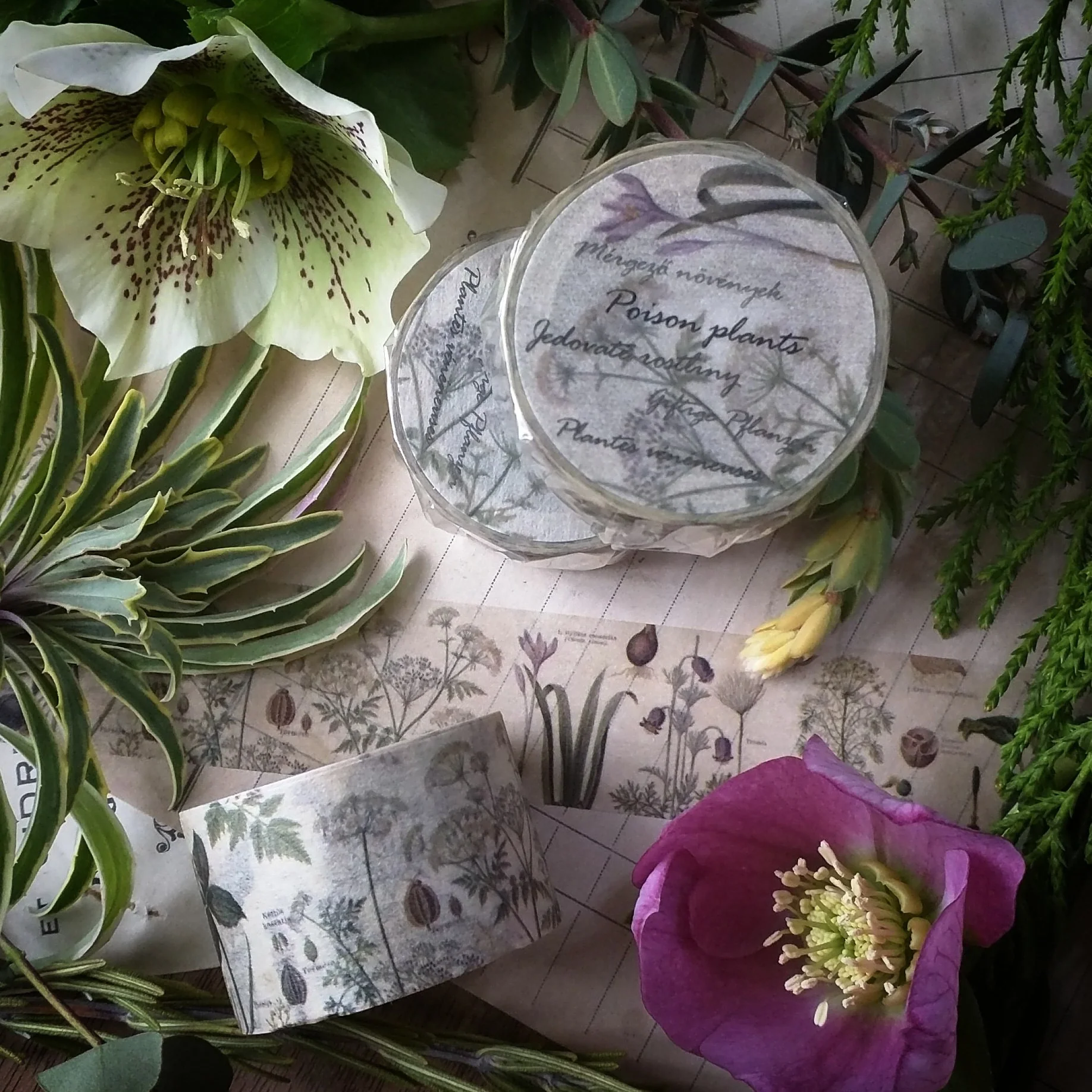 Sunny Sunday Washi Tape - Poison Plants - Image 4